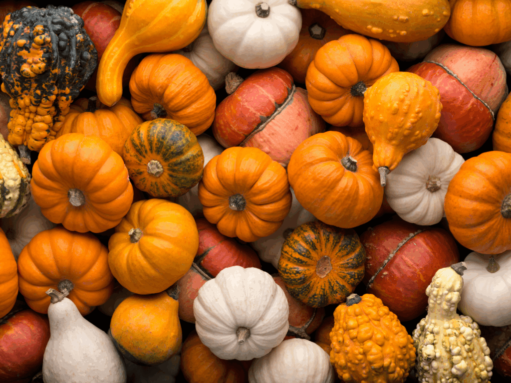 A variety of small pumpkins and gourds in a colorful pile.